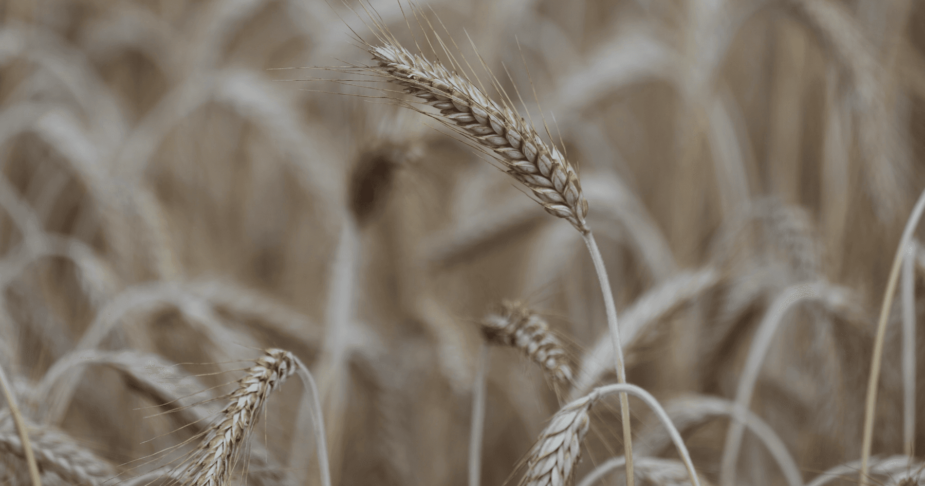 Оксана Лукіянчук: про шлях у агробізнесі, партнерство і рішучість діяти