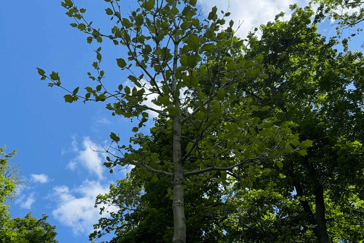 Всесвітній день охорони навколишнього середовища